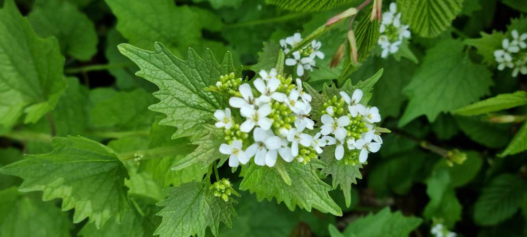  Garten von Lerche: in Königsdorf